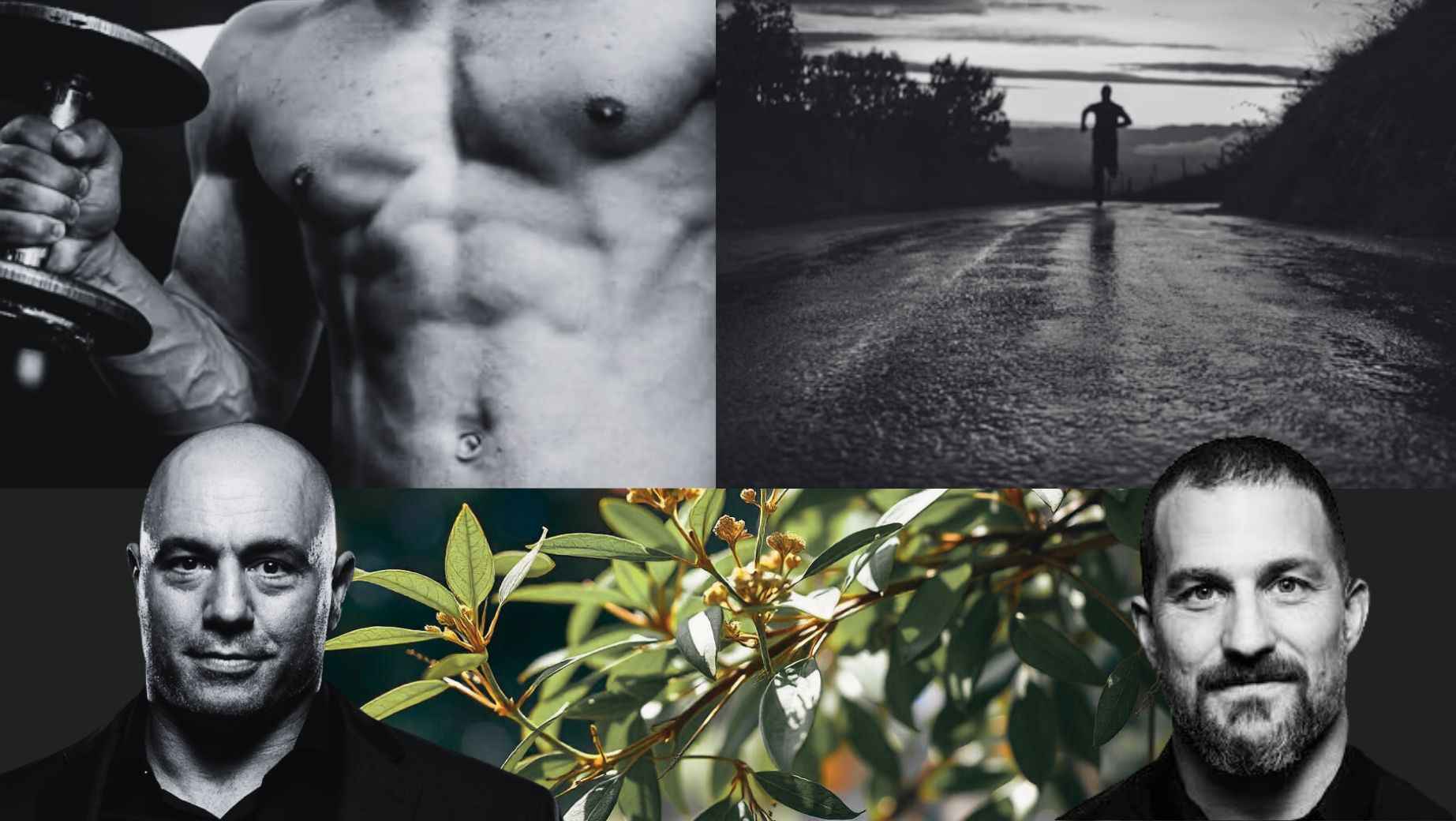 Jakie są efekty działania Tongkat Ali? Pogląd Joe Rogana i Andrew Hubermana