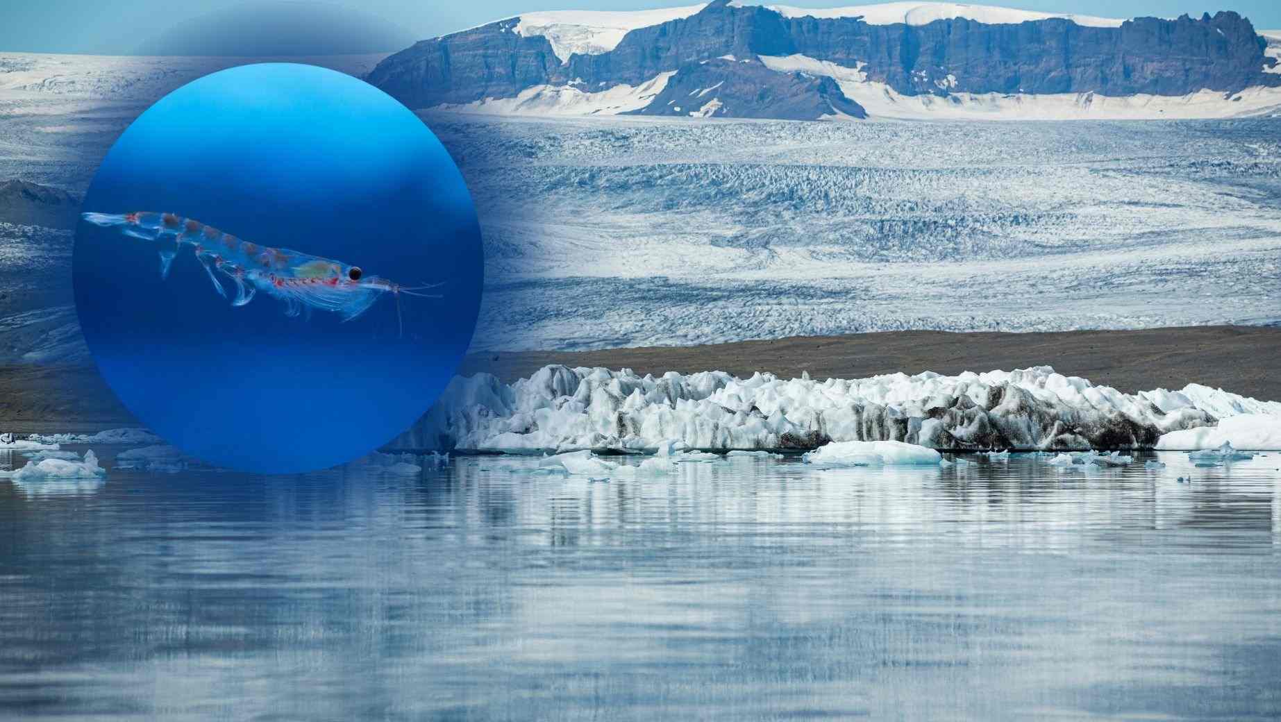 Antarktiszi krill: mi ez, hatásai és a legjobb Omega-3