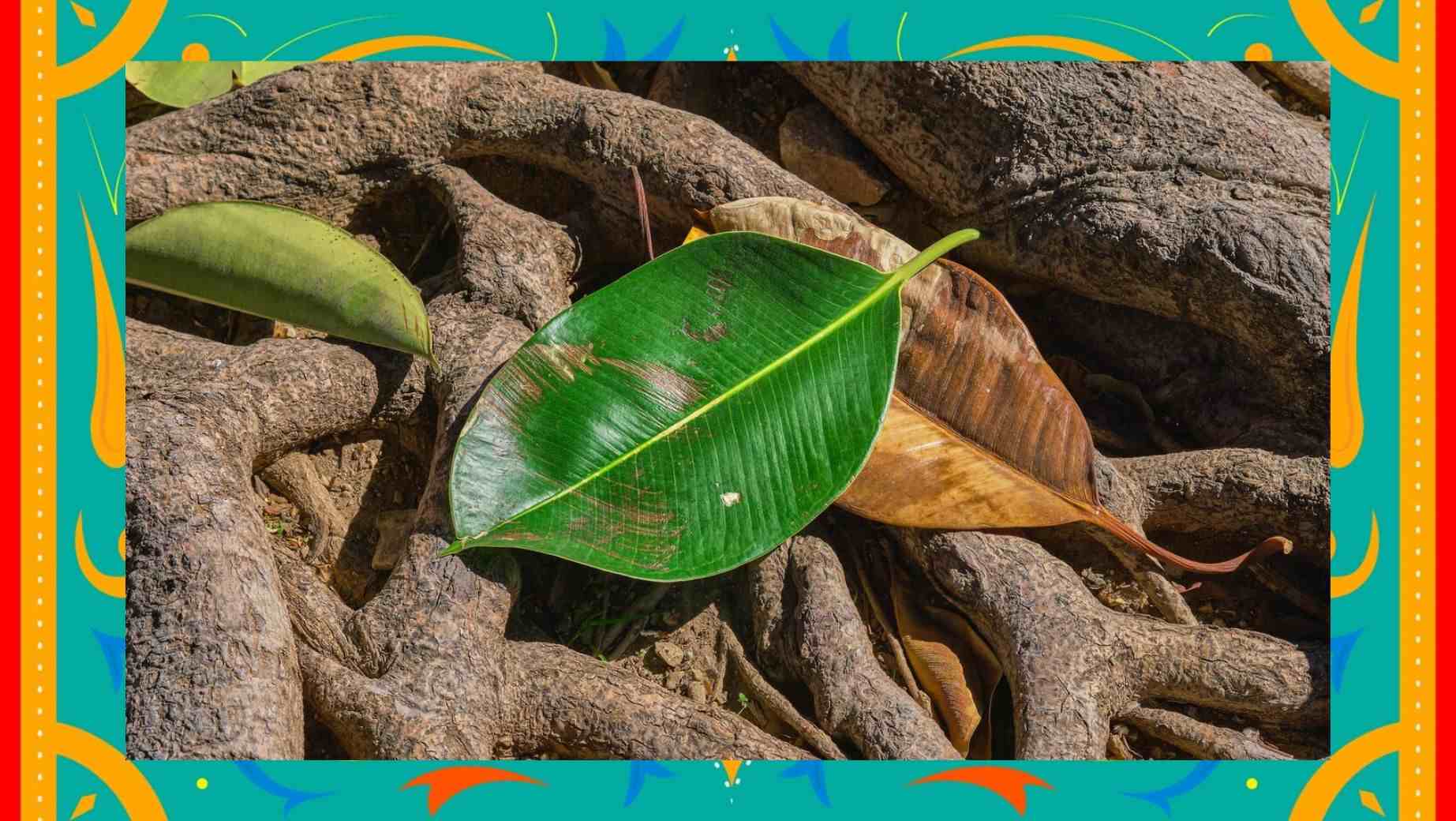 Mit csinál a Betel és milyen hatásai vannak?