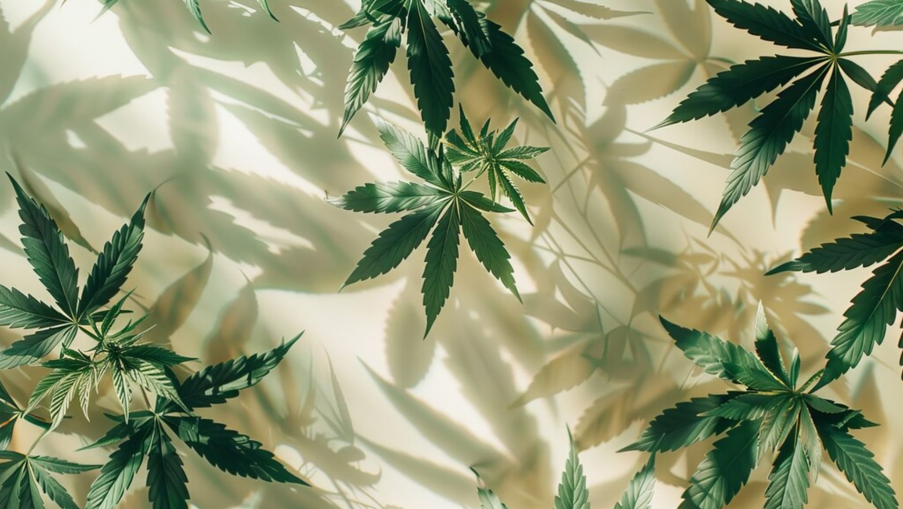 Nowe kannabinoidy HHC-A1 i THC-1R