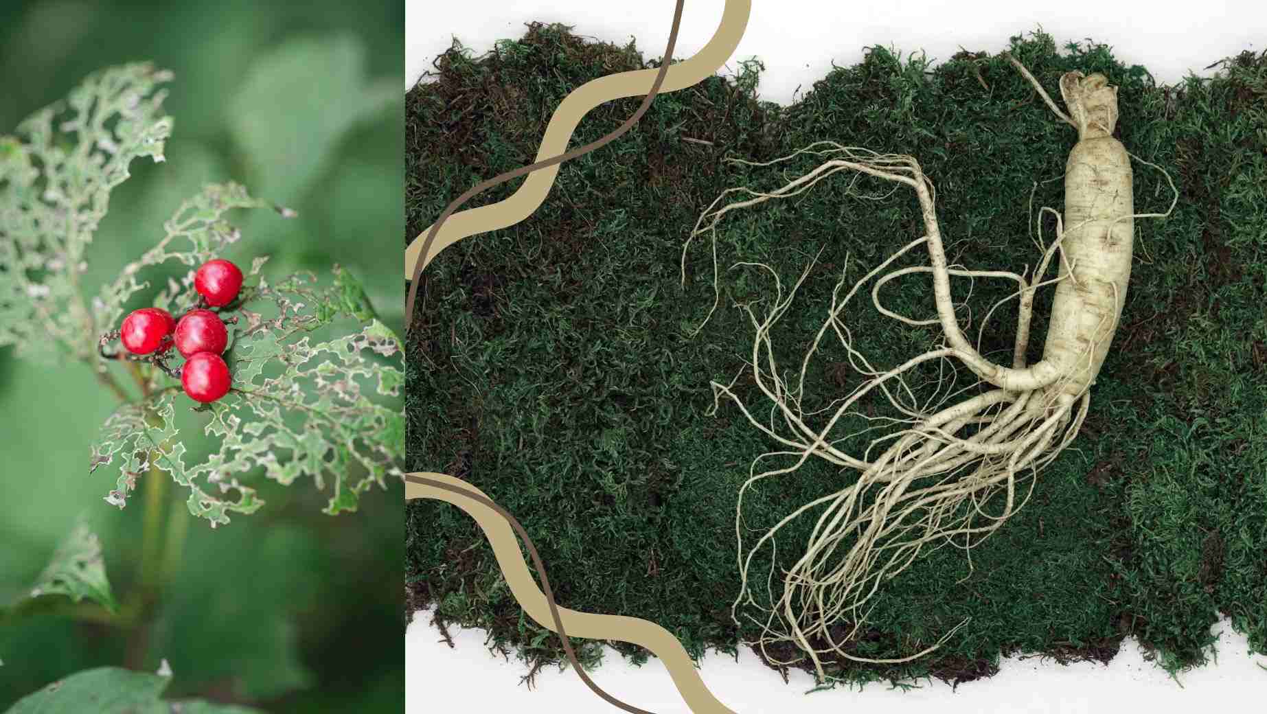 Mi az ázsiai ginseng (Panax Ginseng)?