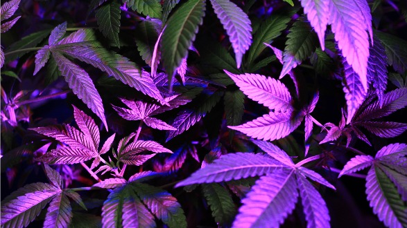 CBD vásárlás és eladás