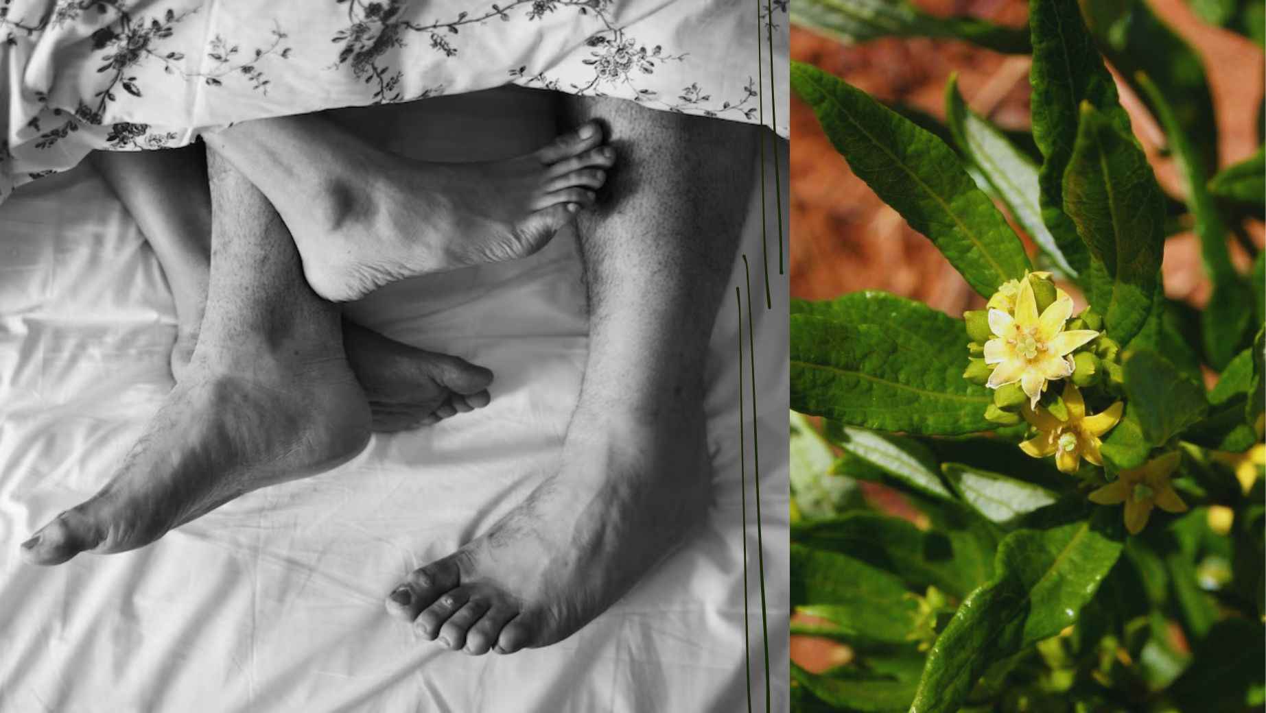 Was ist Fadogia Agrestis und wie stark erhöht es den Testosteronspiegel?