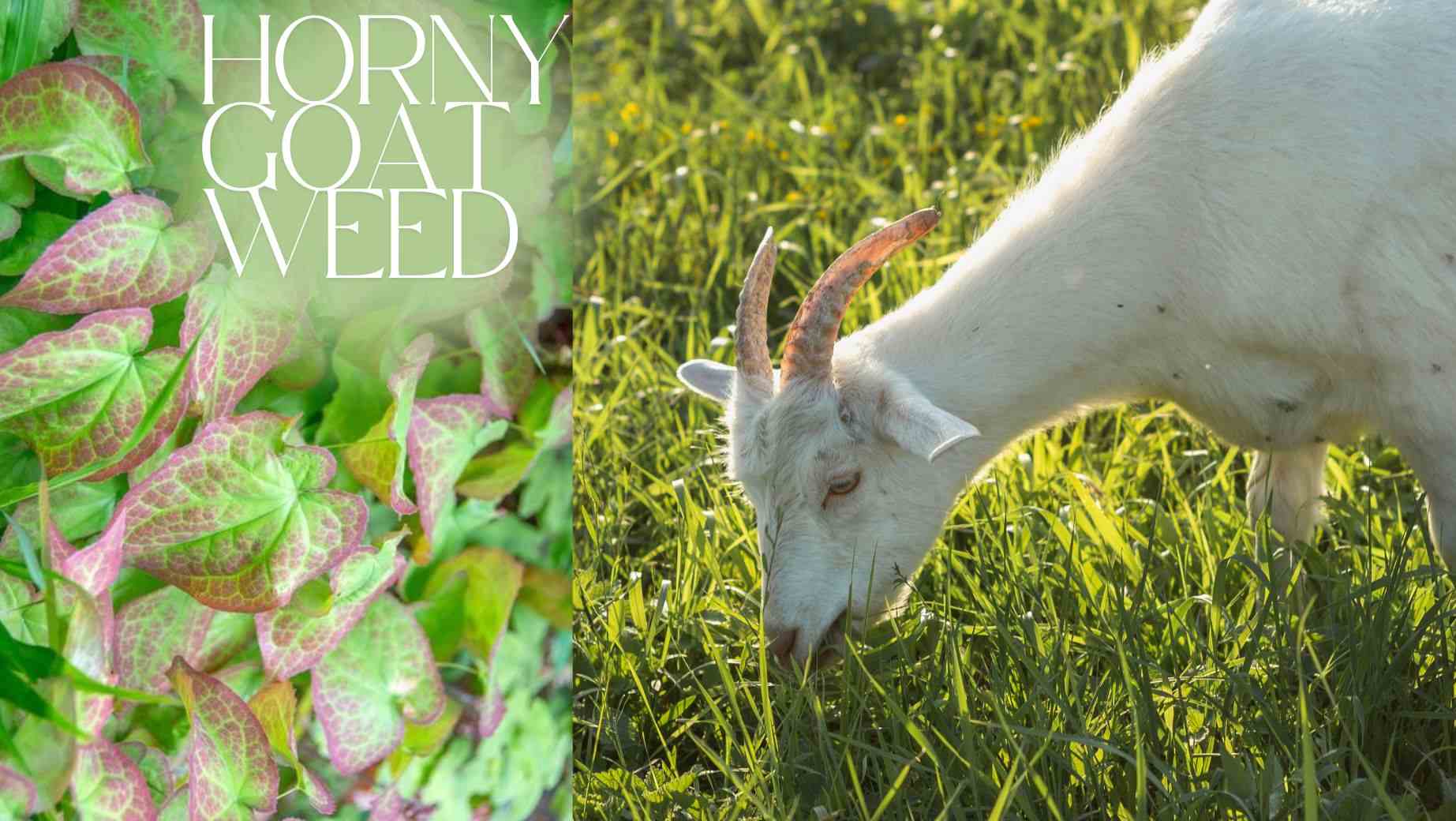 Horny Goat Weed: Für wen ist es geeignet und wer sollte es vermeiden?