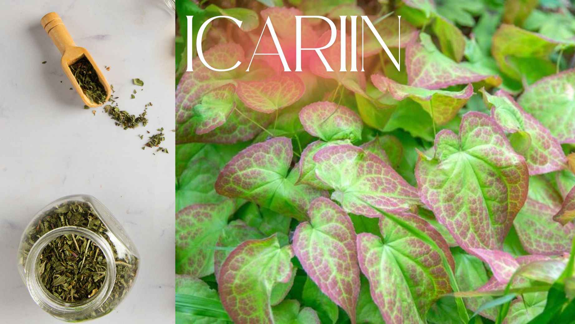 Icariin – Wirkstoff für Libido und Leistung im Horny Goat Weed
