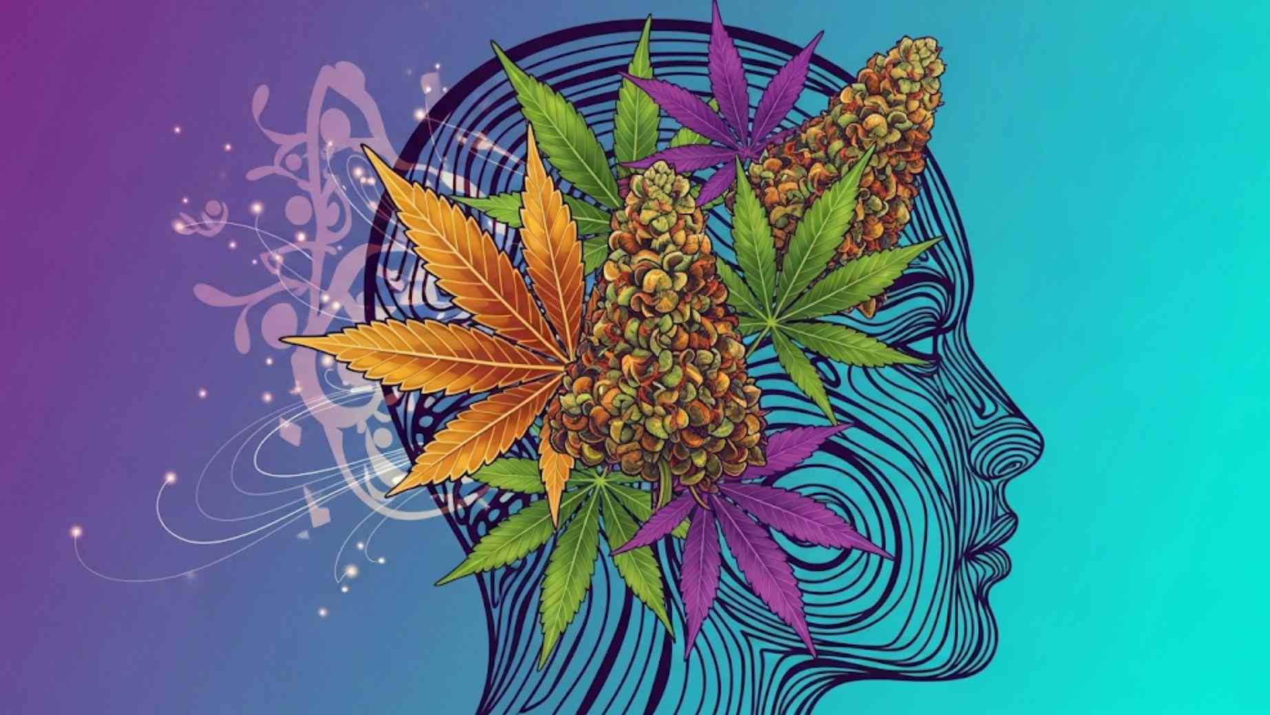 How does marijuana affect our brain