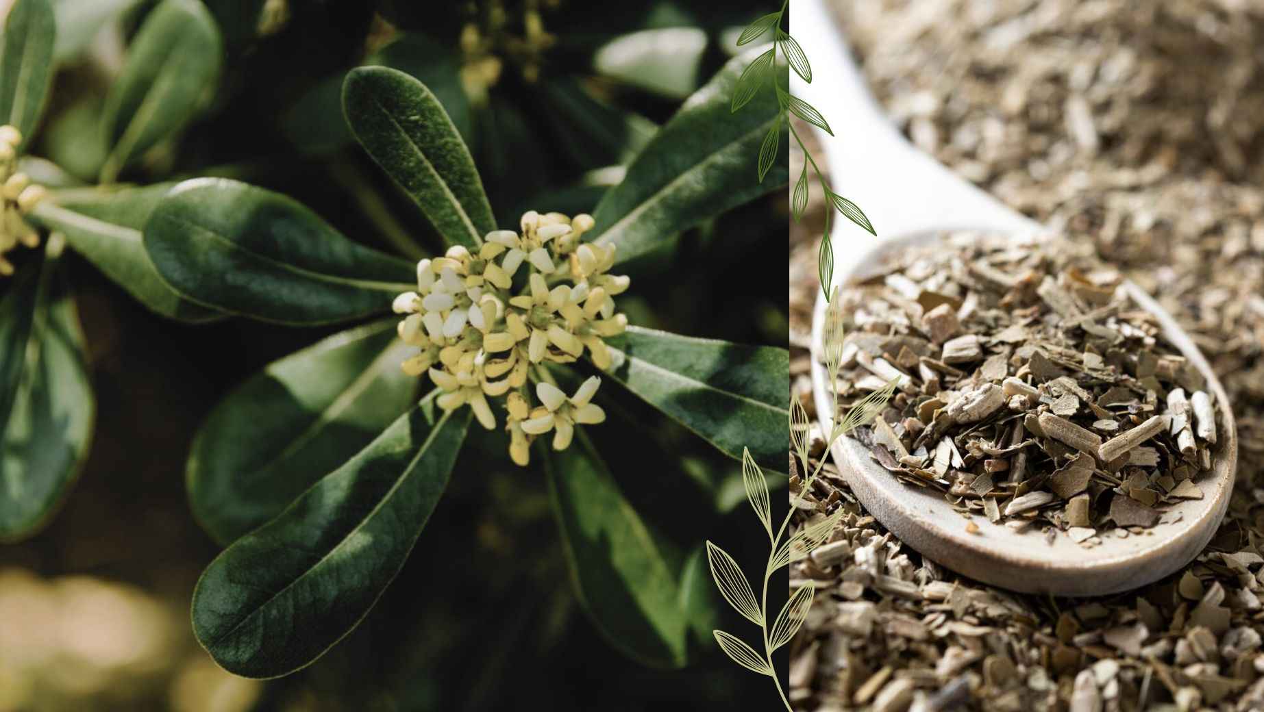 Was sind die Wirkungen von Muira Puama und worauf sollte man achten?