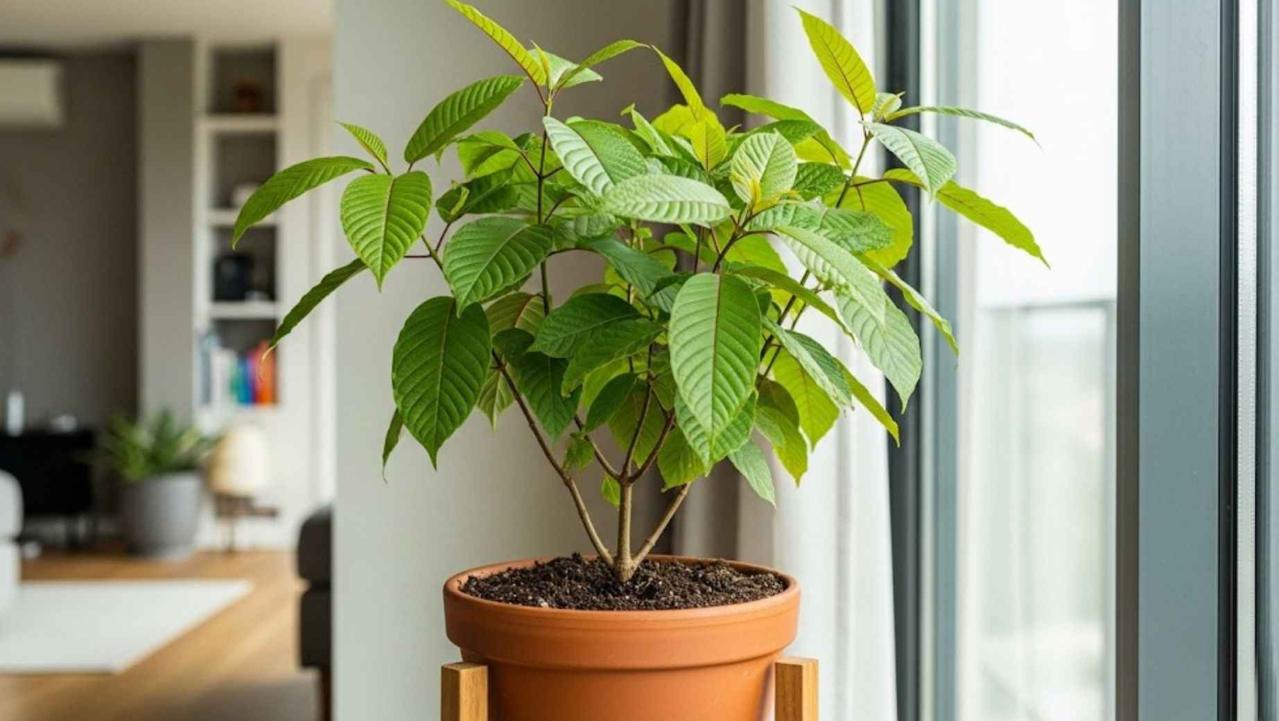 Wie kann man Kratom bequem zu Hause anbauen?