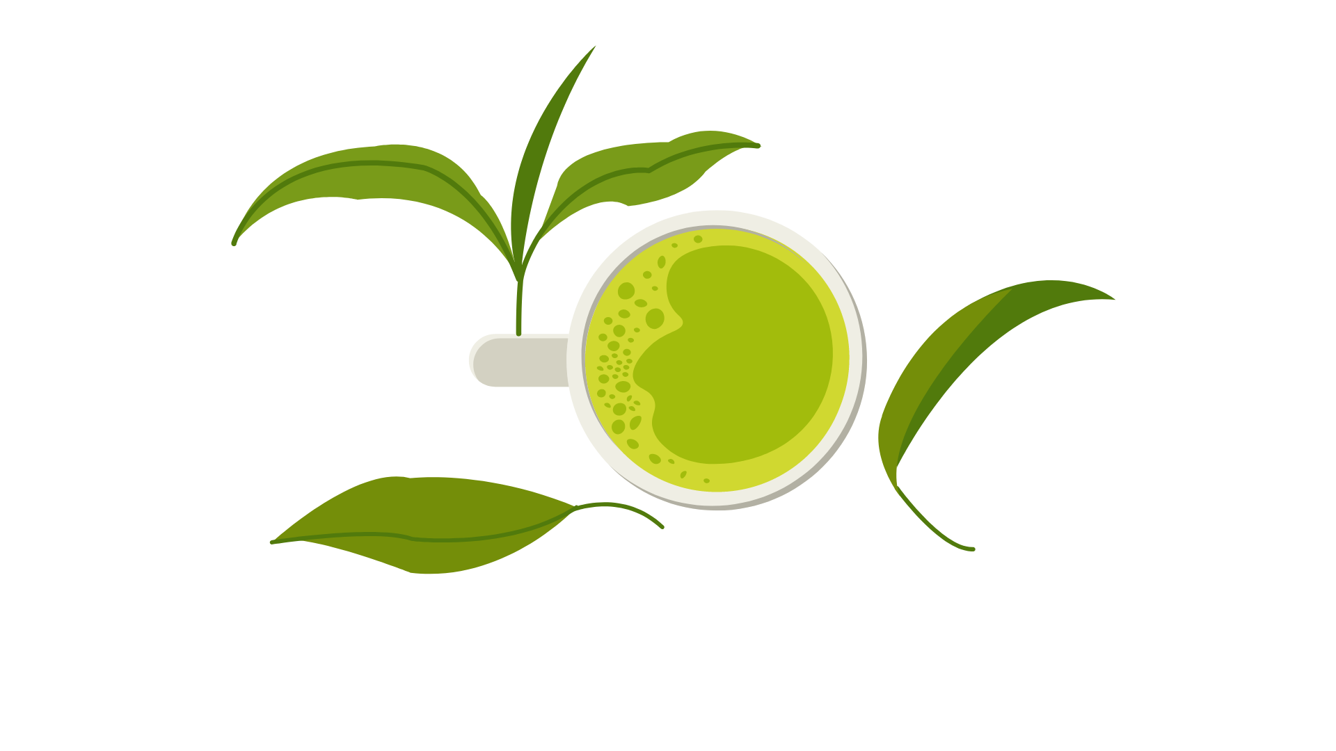 Kratom – stem and vein